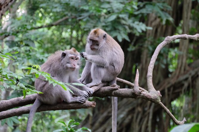 Goa Gajah / Elephant Cave Temple And Ubud Tour - All Inclusive - d’Alas Swing: 30 Minutes of Jungle-View Fun With Included Admission