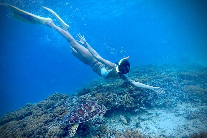 Half-Day Private Guided Snorkeling Turtles Underwater Statues - Price and value: $85 per group up to 4, and why the guide matters