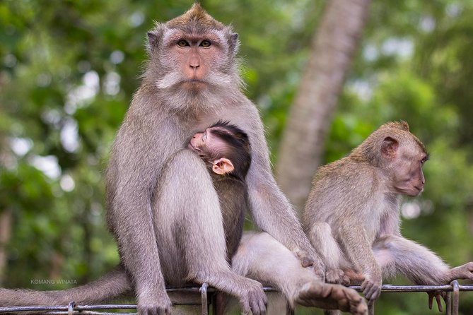 Half Day Ubud Tour: Ubud Unique Spots - Step 1: Sacred Monkey Forest Sanctuary—temples and real macaques