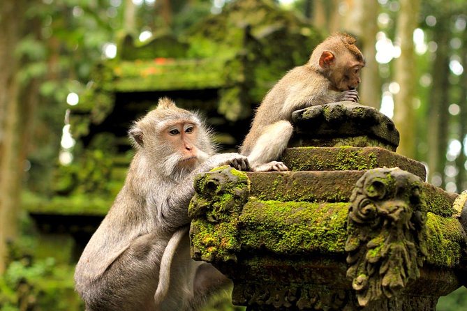Half Day Ubud Tour: Ubud Unique Spots - Who guides you matters: what stood out from the driver reviews