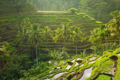 Hire Private Bali Driver - Pickup, comfort, and how your day actually stays on track