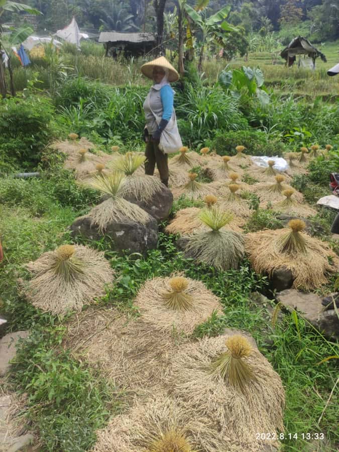 Jakarta: Active Volcano, Waterfall &beautiful local village - Who Should Book, and Who Should Pass