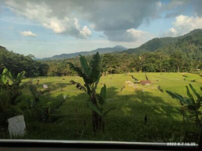 Jakarta: Active Volcano, Waterfall &beautiful local village - Desa Cibeusi: Rice Fields, Black and Red Rice, and Traditional Palm Sugar