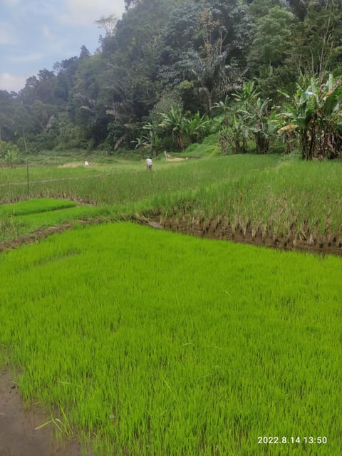 Jakarta: Active Volcano, Waterfall &beautiful local village - Subang Lunch Stop: Tea Ceremony, Snacks, and Time to Reset