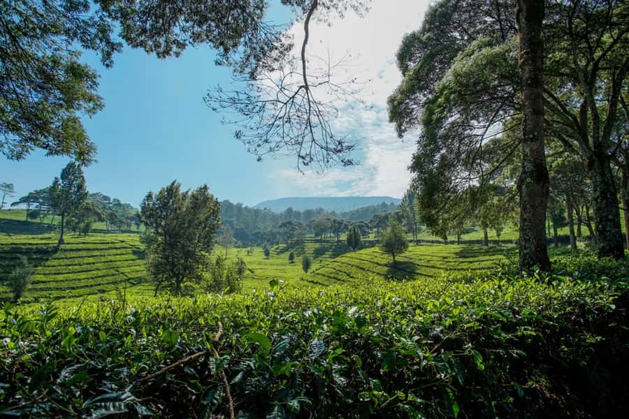 Jakarta: Bandung Volcano Day Tour - Ciater Hot Springs: mineral pools to reset after the crater