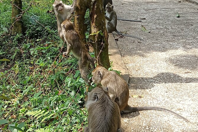 Jakarta Bogor Botanical Garden, Waterfall and Rice terrace, Lunch - Wayang golek: meeting Sundanese craft at the wooden puppet maker