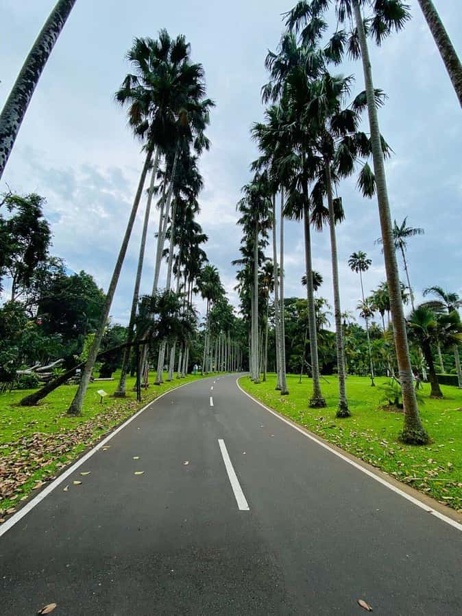 Jakarta: Botanical Garden & Rainforest Trekking to Waterfall - Who This Tour Fits Best