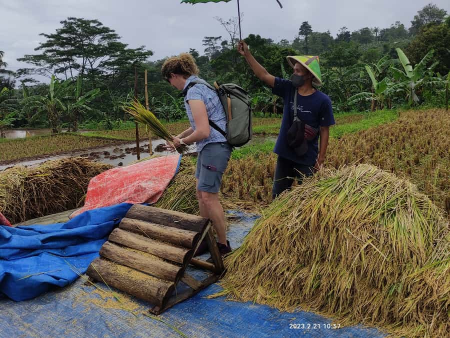 Jakarta : Botanical Garden, Waterfalls, and Rice Fields Tour - Key highlights worth your attention
