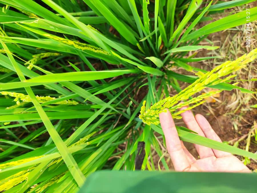 Jakarta : Botanical Garden, Waterfalls, and Rice Fields Tour - Pickup and meeting points from Jakarta: don’t stress, but be ready