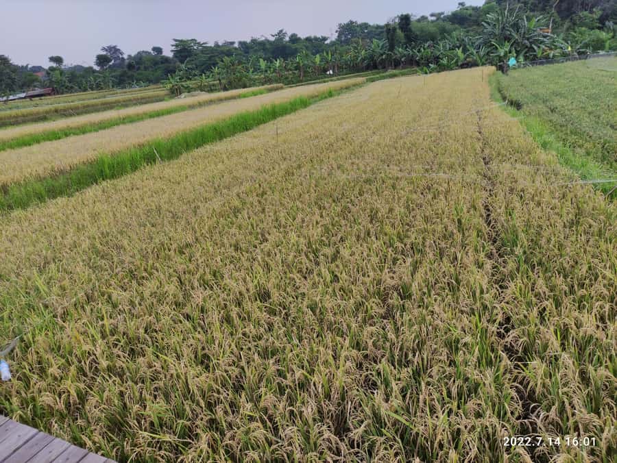 Jakarta : Botanical Garden, Waterfalls, and Rice Fields Tour - Tips, shopping, and the small stuff that can shape your day
