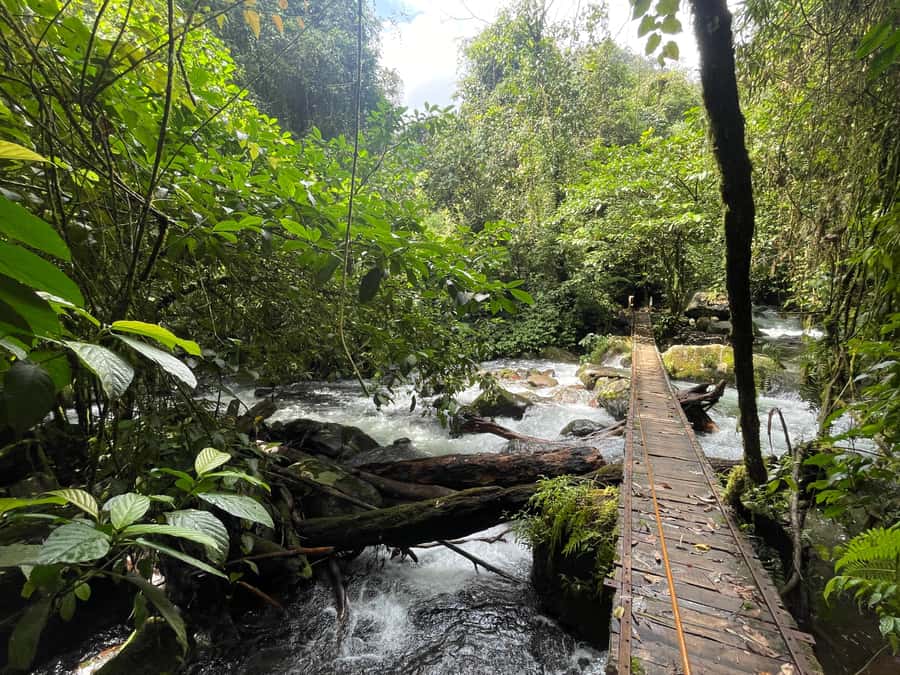 Jakarta: Rainforest Hiking to Waterfall & Suspension Bridge - What’s Included in the $135 Price (and What That Really Buys You)