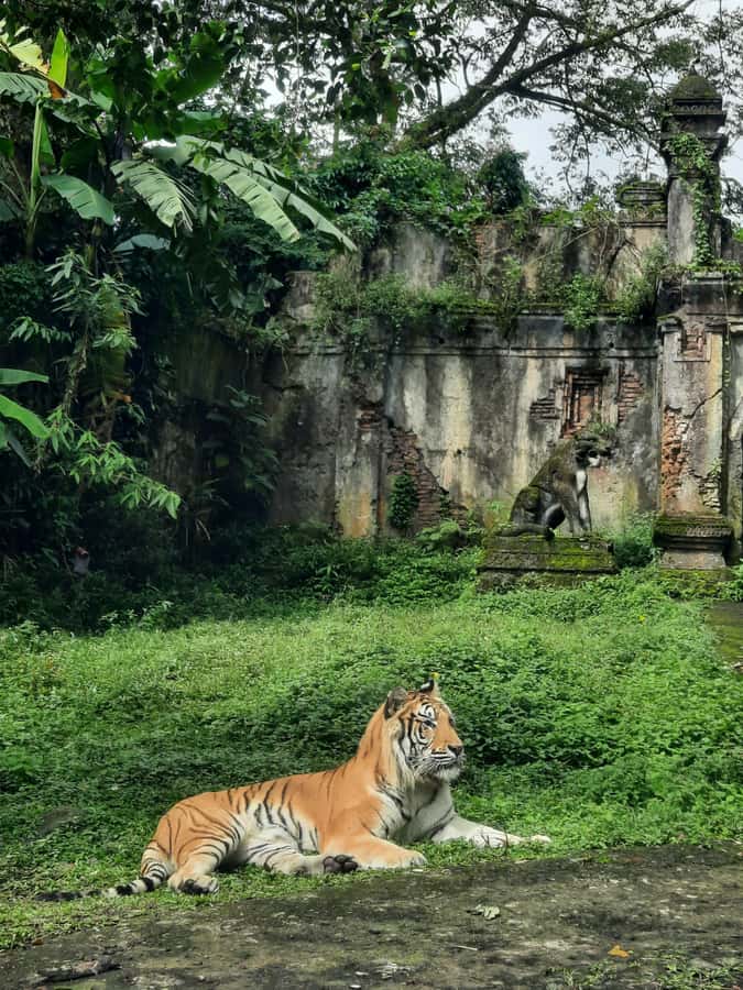 Jakarta : Taman Safari, Panda Palace, and Waterfall - Key Things You’ll Notice Right Away