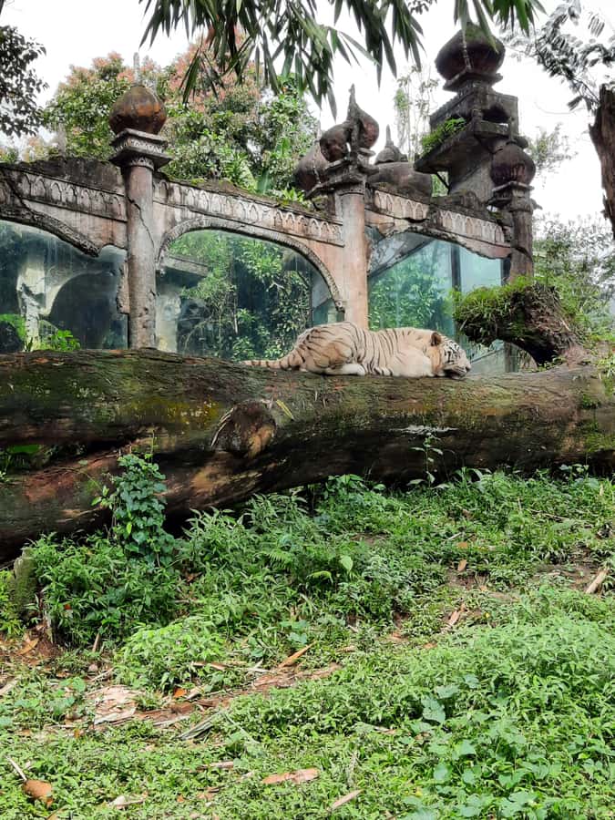 Jakarta : Taman Safari, Panda Palace, and Waterfall - A Full Day Out of Jakarta: Timing, Private Transport, and Realistic Pace