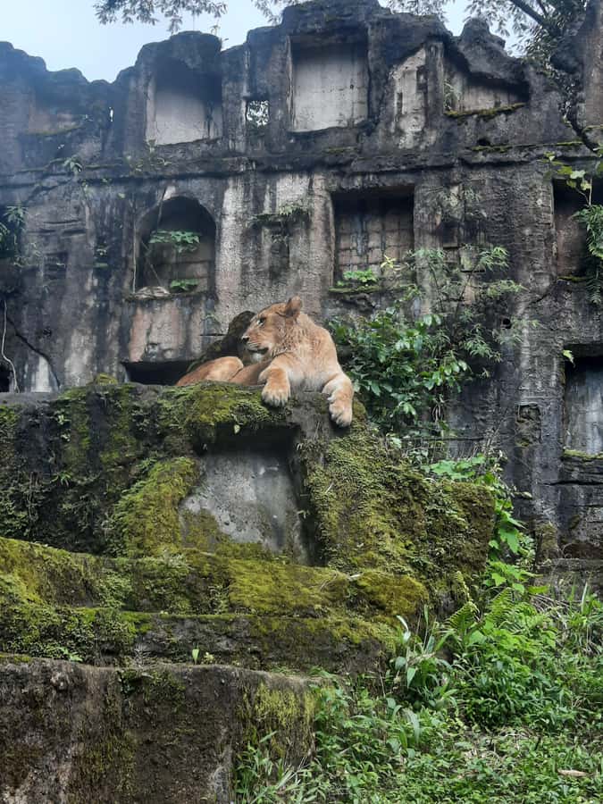 Jakarta : Taman Safari, Panda Palace, and Waterfall - Beyond the Safari: Baby Zoo, Reptiles, Komodo, Primates, Penguins, and More