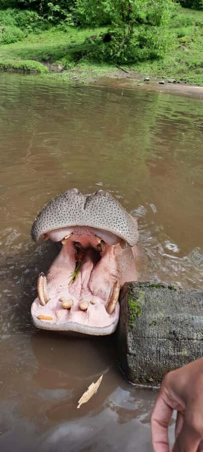 Jakarta : Taman Safari, Panda Palace, and Waterfall - Taman Safari Indonesia: The Zoo That Lets You Ride Through Wild Habitat