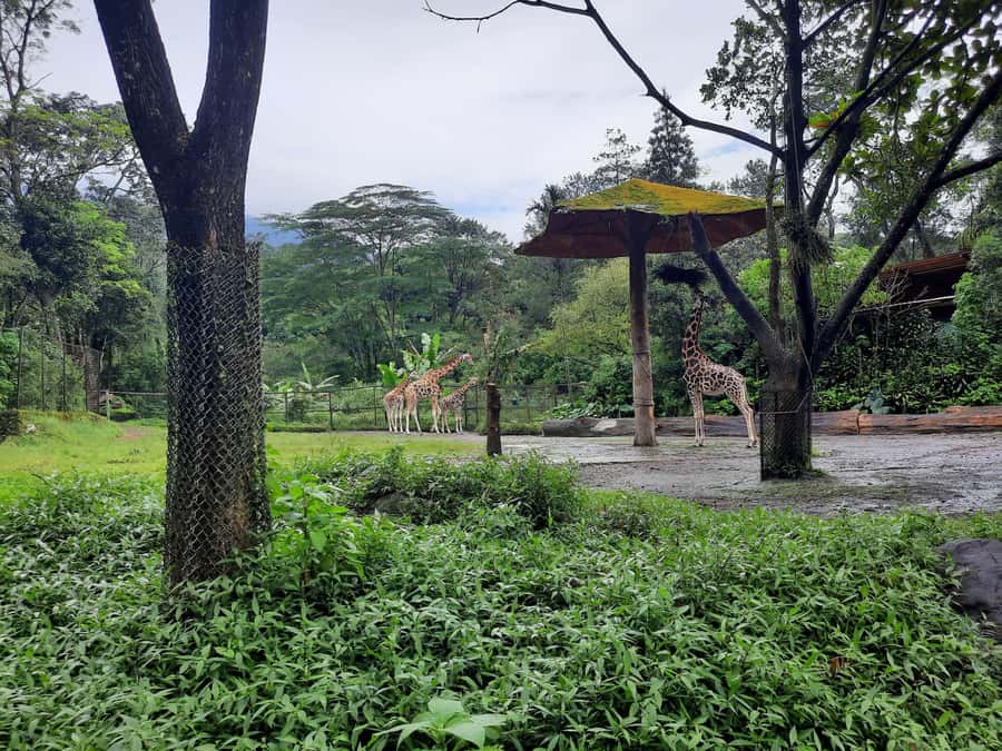 Jakarta : Taman Safari, Panda Palace, and Waterfall - Jaksa Waterfall: A 500-Meter Walk to a 45-Meter Drop and a Splash Pad