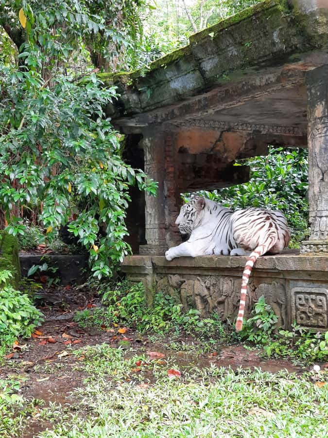Jakarta : Taman Safari, Panda Palace, and Waterfall - Price and Value: When $123 Makes Sense (and When It Might Not)