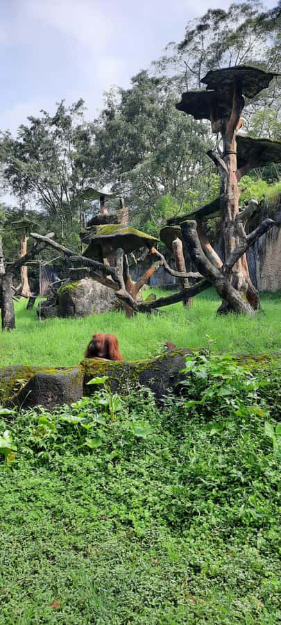 Jakarta : Taman Safari, Panda Palace, and Waterfall - Should You Book This Tour?