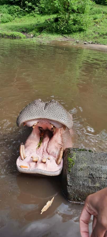 Jakarta : Taman Safari, Panda Palace, and Waterfall - Taman Safari Indonesia: The Zoo That Lets You Ride Through Wild Habitat