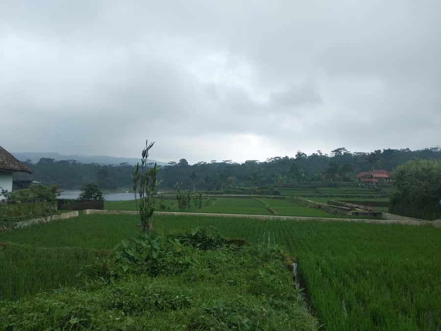 Jakarta: Volcano, Hot Spring, Tea, Rice Fields, &Coffee tour - Key highlights you should care about