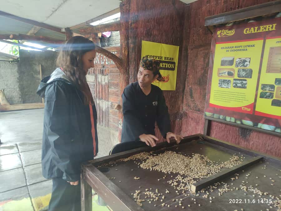 Jakarta: Volcano, Hot Spring, Tea, Rice Fields, &Coffee tour - Kopi Luwak Cikole: what to expect from luwak coffee tasting