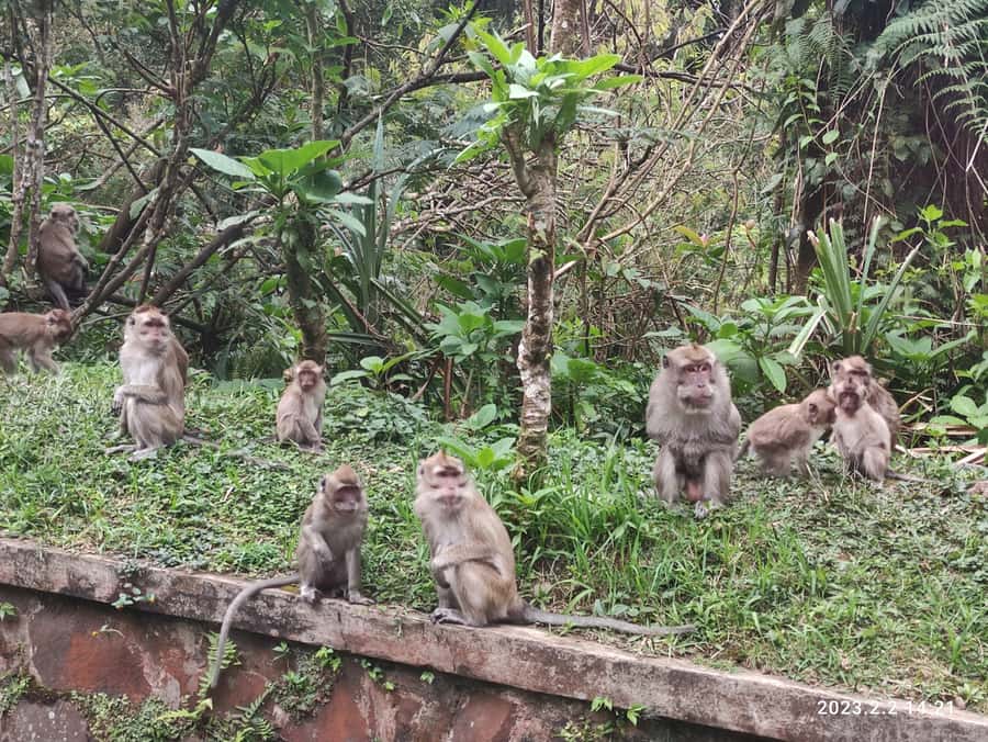 Jakarta: Volcano, Hot Spring, Tea, Rice Fields, &Coffee tour - Tea plantation + government tea factory: watching black tea take shape