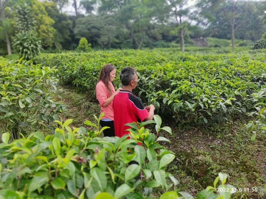 Jakarta: Volcano, Hot Spring, Tea, Rice Fields, &Coffee tour - Rice fields and pineapple tasting: small stops that feel real