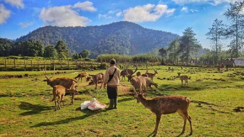Jakarta: Volcano or Suspension Bridge,Ricefield & Hot Spring - Tea and farm time: strawberry picking plus plantation scenery