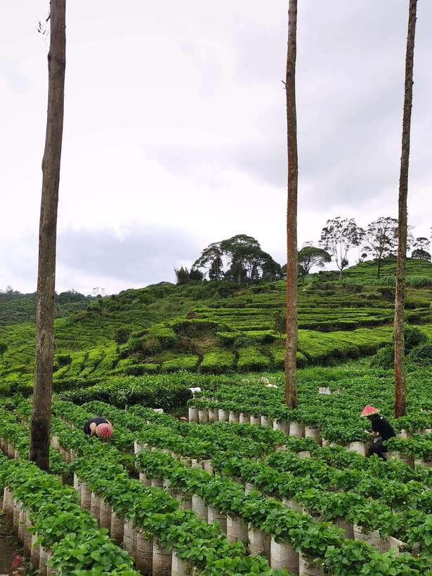Jakarta: Volcano or Suspension Bridge,Ricefield & Hot Spring - Tangkuban Perahu: the legend plus a real active volcano stop