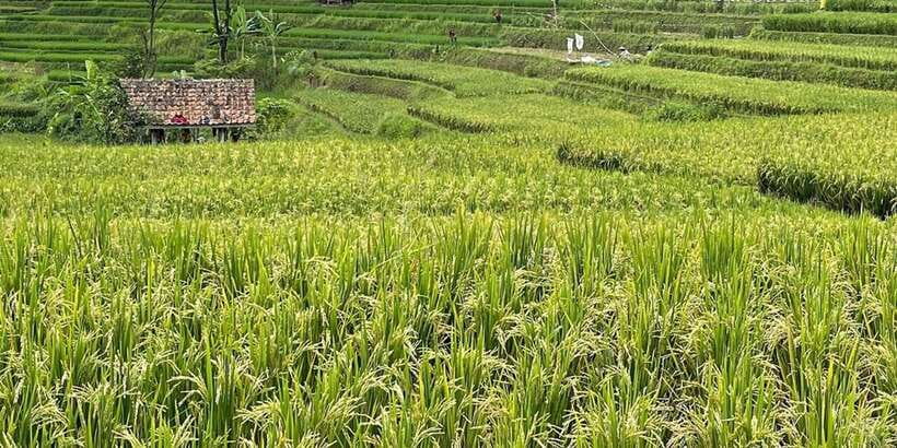 Jakarta: Volcano, Tea/Rice Fields, Hot Spring, Local Food - Group size, pace, and photo help