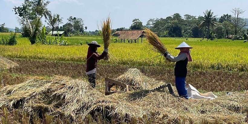 Jakarta: Volcano, Tea/Rice Fields, Hot Spring, Local Food - Rice fields and tea plantations: seeing work, not just scenery