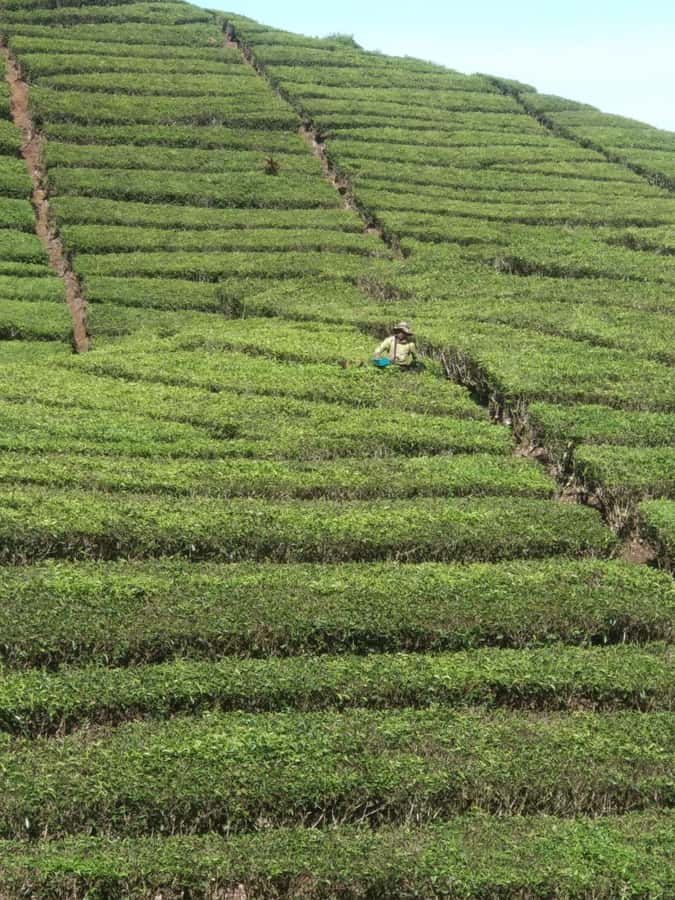 Jakarta: Waterfalls, Volcano, White Crater, Tea, Hot Spring - Who This Day Trip Suits Best (and who should skip)