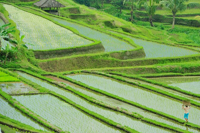 Jatiluwih Batukaru Mountain Nature's Best Tour - Guides and the Small-Group Advantage (Including Real Names)
