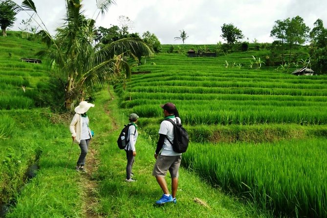 Jatiluwih full day e-bike cycling with lunch & trekking program - Getting there and staying comfortable: pickup, minivan, helmets, and small groups