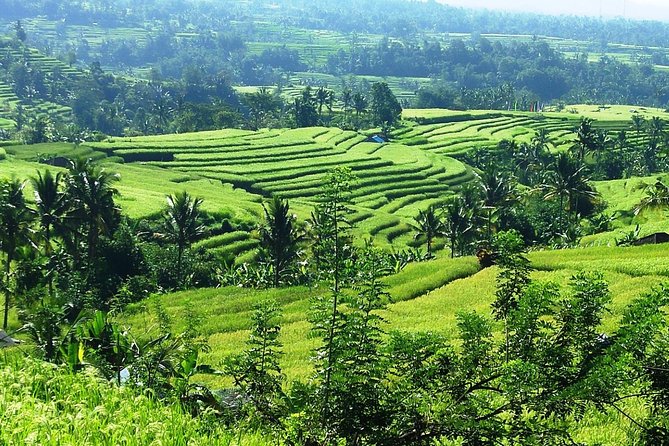 Jatiluwih in detail (1 h. e-bike tour in the rice terraces) - Who This Tour Suits (and Who Should Skip It)