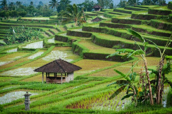 Jatiluwih Rice Terrace and Temple Tour - Jatiluwih at First Light: Why the Views Matter