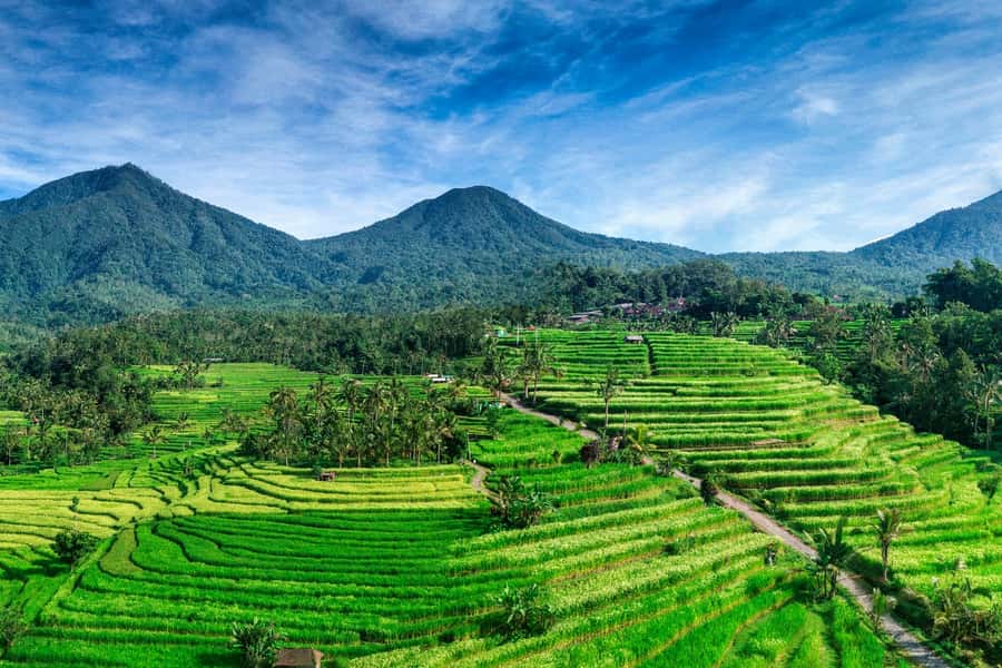 Jatiluwih (UNESCO Site) 2-Hour E-Bike Cycling Tour - Batukaru Temple Area Meeting Point: Quick Start, No Temple Visit