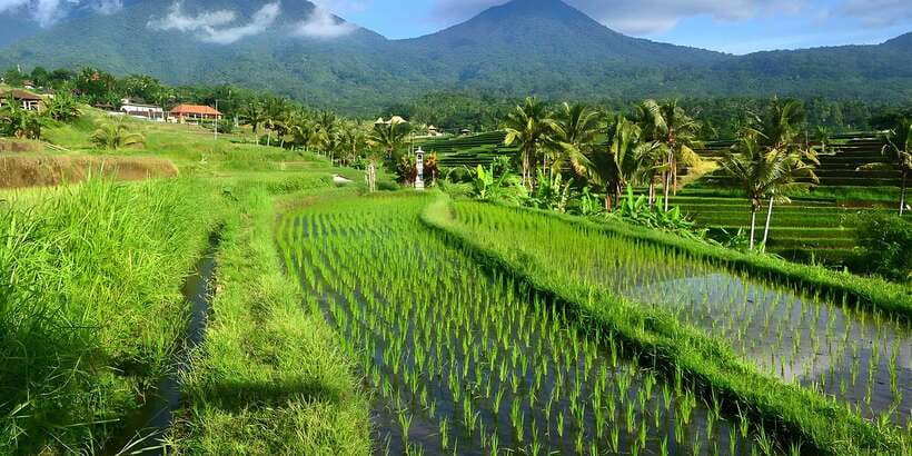 Jatiluwih VW Safari Bali Tour - How the 10-Hour Route Gets You Temples and Rice Terraces in One Go