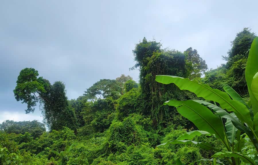 Jungle Trekking at Mt. Batukaru, scenic Waterfall & village - Why this Mt. Batukaru trek feels different than typical Bali tours