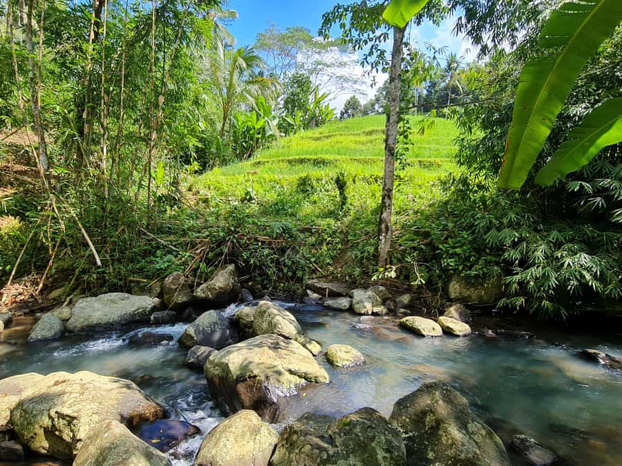 Jungle Trekking at Mt. Batukaru, scenic Waterfall & village - The rainforest trek with a ranger: what you’re actually doing for hours