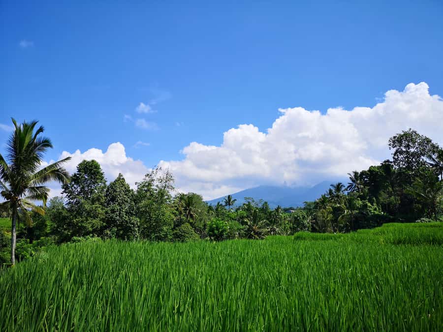 Jungle Trekking at Mt. Batukaru, scenic Waterfall & village - Coffee break at a jungle temple: fuel in the right kind of place
