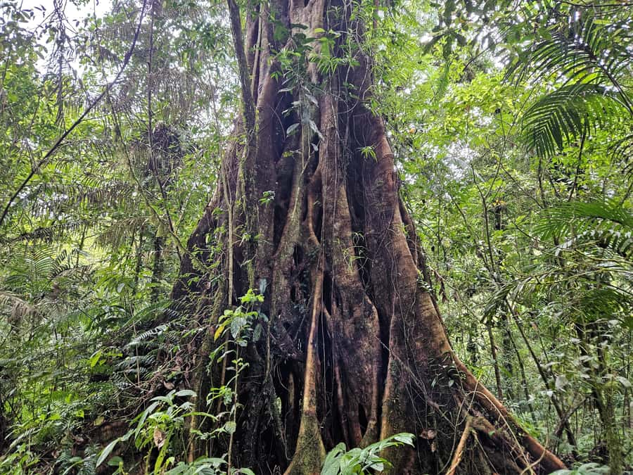 Jungle Trekking at Mt. Batukaru, scenic Waterfall & village - From rainforest to Balikaru village: slower pace, real gardens, and herbs