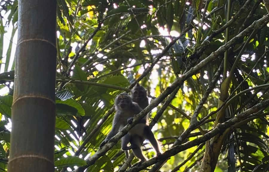 Jungle Trekking at Mt. Batukaru, scenic Waterfall & village - Lunch at Warung Balikaru plus a short massage