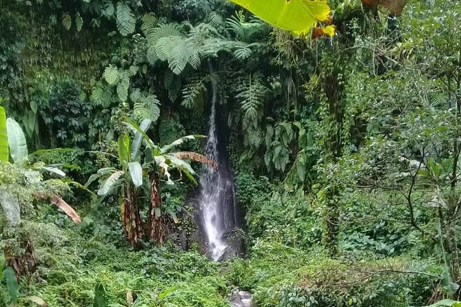 Keliki Village Tour And Rice Field Walk Including Lunch Or Dinner - A jungle walk that stays human-scale