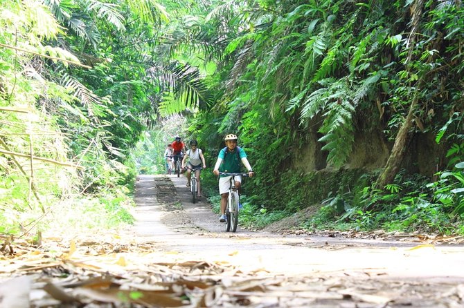 Kintamani Cultural and Nature Cycling Tour ( Manual Bike ) - Price and value: why $33 can make sense here