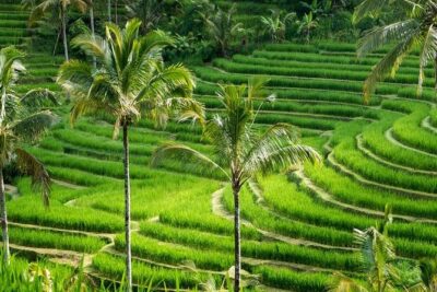 Kintamani Tours with Batur volcano - Mount Kawi: the 9th-century Hindu temple experience