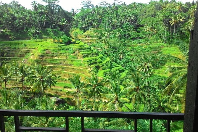 Kintamani Volcano View Tour - Tegalalang Rice Terrace: One Hour to Get Your Best Angles