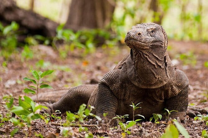 Komodo Island Adventure from Bali (Day Trip) - Key Points Worth Knowing Before You Go