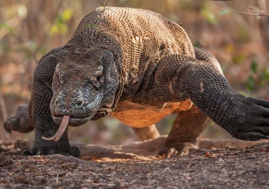 Komodo Island: Private 3-Day Tour with Boat and Hotel Stay - Key points before you go