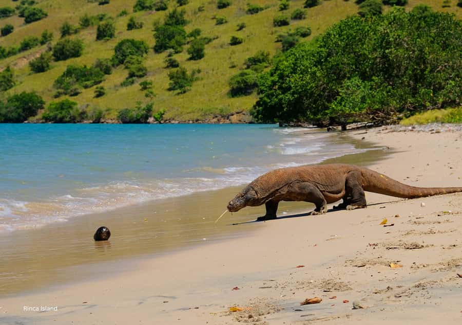 Komodo Island: Private 3-Day Tour with Boat and Hotel Stay - FAQ